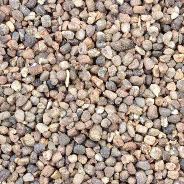 Kardemomzaad van De Theefabriek, 1x 2 kg